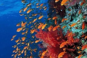 Zanzibar: mergulho com snorkel e natação com golfinhos na ilha privada de Mnemba