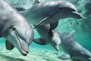 Zanzibar: mergulho com snorkel e natação com golfinhos na ilha privada de Mnemba