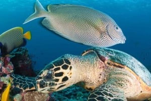 Zanzibar: mergulho com snorkel e natação com golfinhos na ilha privada de Mnemba