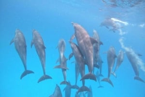 Zanzibar: mergulho com snorkel e natação com golfinhos na ilha privada de Mnemba