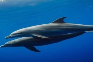 Zanzibar: mergulho com snorkel e natação com golfinhos na ilha privada de Mnemba