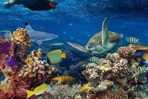 Zanzibar: mergulho com snorkel e natação com golfinhos na ilha privada de Mnemba