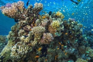 Zanzibar: mergulho com snorkel e natação com golfinhos na ilha privada de Mnemba