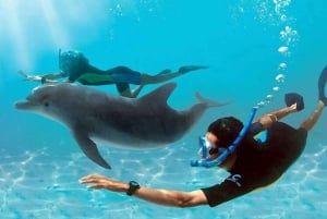 Zanzibar: mergulho com snorkel e natação com golfinhos na ilha privada de Mnemba