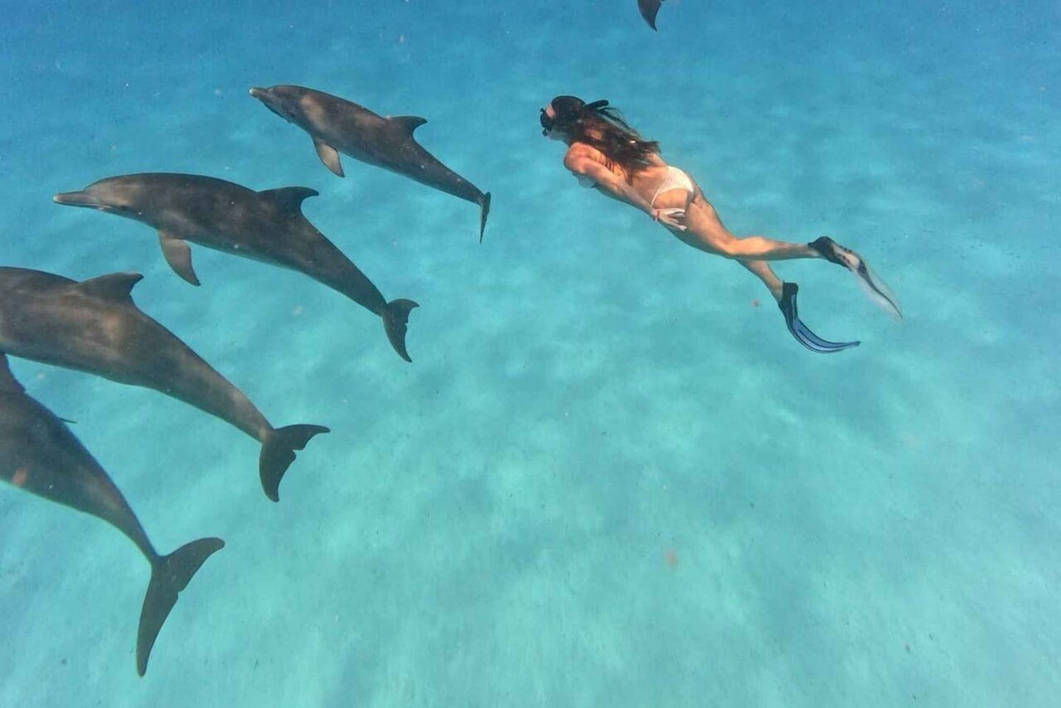 Mnemba-øya: Halvdagstur med svømming med delfiner og snorkling