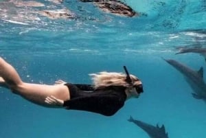 Mnemba-øya: Halvdagstur med svømming med delfiner og snorkling