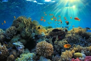 Mnemba-øya: Halvdagstur med svømming med delfiner og snorkling