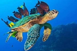 Mnemba-øya: Halvdagstur med svømming med delfiner og snorkling