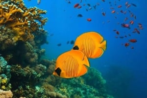 Mnemba-øya: Halvdagstur med svømming med delfiner og snorkling