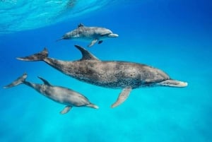 ムネンバ島：イルカと泳ぐ半日＆シュノーケリングボートツアー