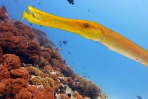 ムネンバ島：イルカと泳ぐ半日＆シュノーケリングボートツアー