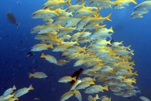 ムネンバ島：イルカと泳ぐ半日＆シュノーケリングボートツアー