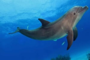 ムネンバ島：イルカと泳ぐ半日＆シュノーケリングボートツアー