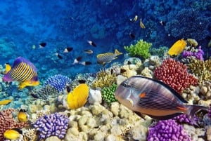 ムネンバ島：イルカと泳ぐ半日＆シュノーケリングボートツアー