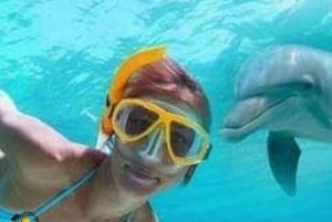 ムネンバ島：イルカと泳ぐ半日＆シュノーケリングボートツアー