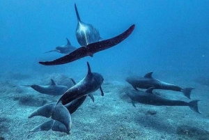 Mnemba: Svøm med delfiner og snorkel på koralrev