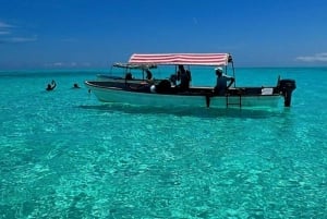 Mnemba: Svøm med delfiner og snorkel på koralrev