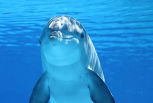 Mnemba: Svøm med delfiner og snorkel på koralrev