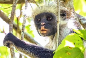 Mnemba Island, Pongwe Island, Jozani Forest Tour, The Rock