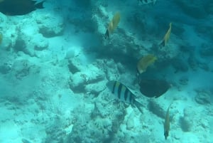 Wyspa Mnemba: nurkowanie i pływanie z delfinami