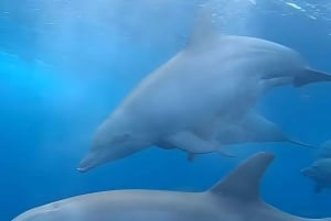 Wyspa Mnemba: nurkowanie i pływanie z delfinami