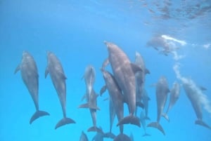 Wyspa Mnemba: nurkowanie i pływanie z delfinami