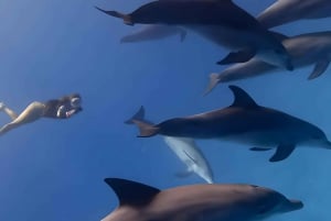 Wyspa Mnemba: nurkowanie i pływanie z delfinami