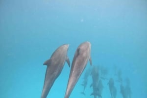 Wyspa Mnemba: nurkowanie i pływanie z delfinami