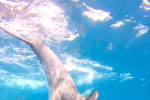 Wyspa Mnemba: nurkowanie i pływanie z delfinami