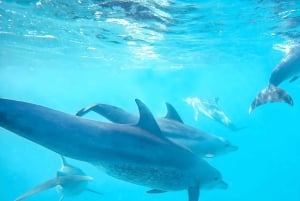 ムネンバ島：イルカと一緒にシュノーケリングとダイビングをお楽しみください