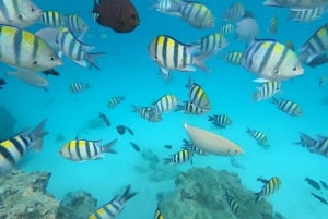 ムネンバ島：イルカと一緒にシュノーケリングとダイビングをお楽しみください