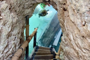 Mnemba Island Snorkeling, Sea Turtles & Jozani Forest