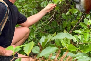 Mnemba Island Snorkeling, Sea Turtles & Jozani Forest