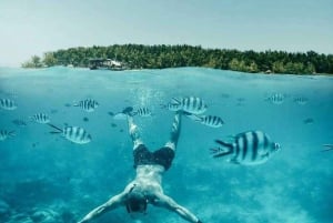 Mnemba Island Snorkeling, Sea Turtles & Jozani Forest