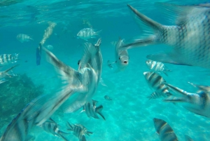 Zanzibar Day Mnemba Island Snorkeling Boat Tour z lunchem