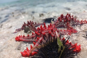 Mnemba Island, Starfish Adventure, The Rock, Kuza Cave Tour