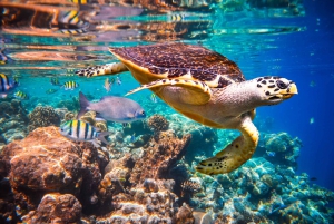 Mnemba Island, Starfish Adventure, The Rock, Kuza Cave Tour