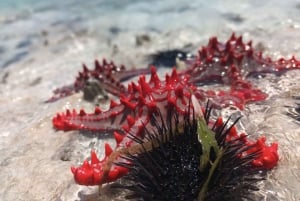 Mnemba Island, Starfish Adventure, The Rock, Kuza Cave Tour