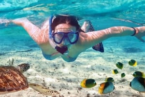 ヌングイのムネンバ島とカメと泳ぐ