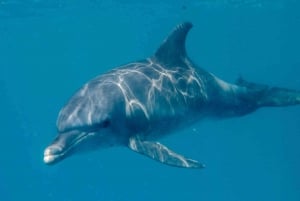 Excursão à ilha de Mnemba e observação de golfinhos, mergulho com snorkel