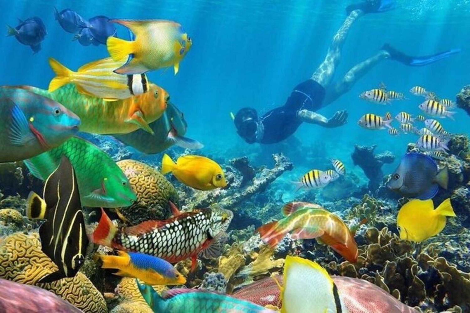 Viaje a la isla de Mnemba y snorkel con un guía local experto