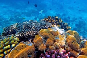 VANUIT NUNGWI; SNORKELEN EN DOLFIJNENTOUR OP MNEMBA