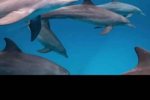 Zanzibar:Nuotare con le tartarughe nella grotta di Salaam