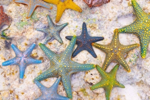 Mnemba-tur, øen Pongwe, Kuza-grotten, den blå lagune, The Rock