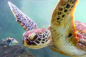 Mnemba, Turtle Tour, Jozani Forest, Blue Lagoon, The Rock