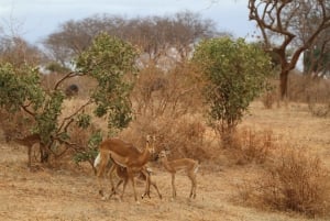 Mombasa: 3 dagar 2 nätter Tsavo East and West Private Safari.
