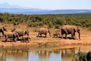 Mombasa: 3-Days 2-Nights Tsavo East and West Private Safari.