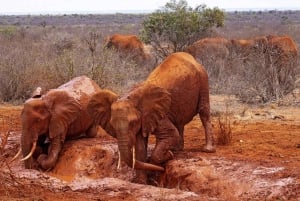 Mombasa: 3-Days 2-Nights Tsavo East and West Private Safari.