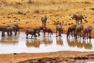 Mombasa: 3-Days 2-Nights Tsavo East and West Private Safari.