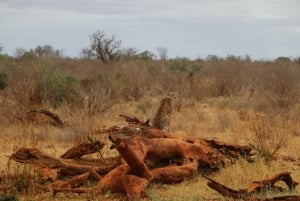 Mombasa: 3-Days 2-Nights Tsavo East and West Private Safari.